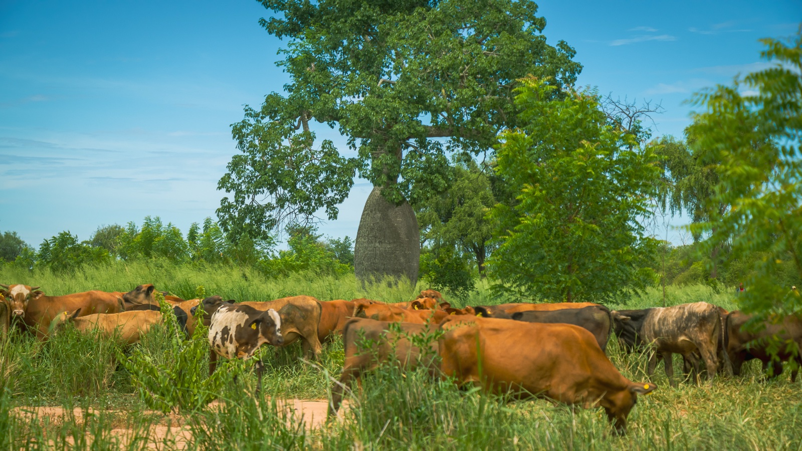 Cattle grazing in a silvopastoral system at El Retiro